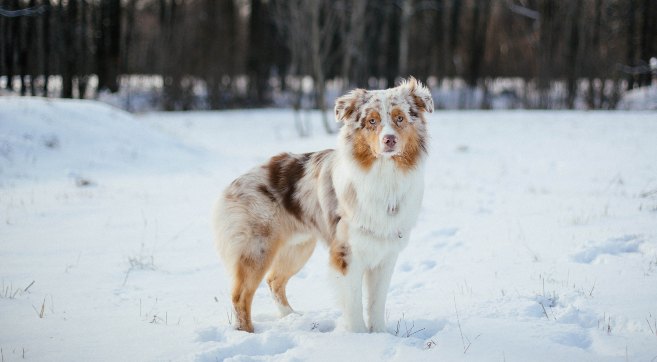 aussie dog standing in field of snow