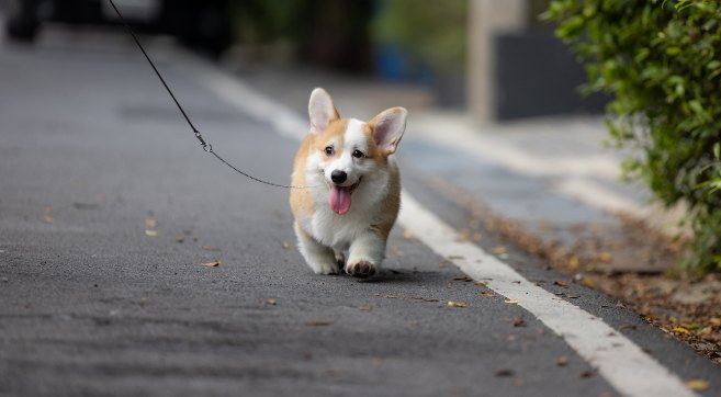corgi puppy walking on leash