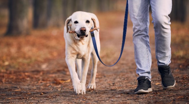 labrador retriever walking on leash with stick