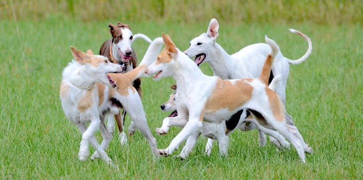 5 dogs running and playing together