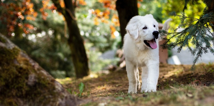 labrador puppy walking through the forest