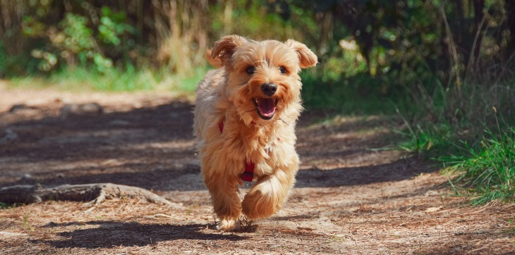 happy yorkshire terrier dog running on a path