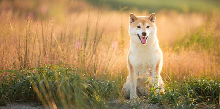 Dog in field