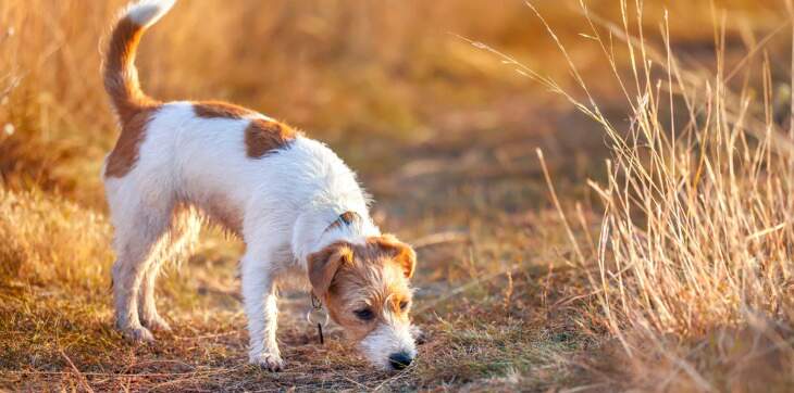 Dog smelling the ground