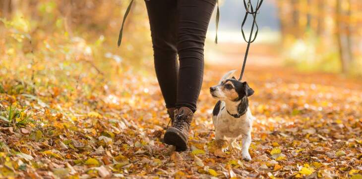 dog on walk with owner
