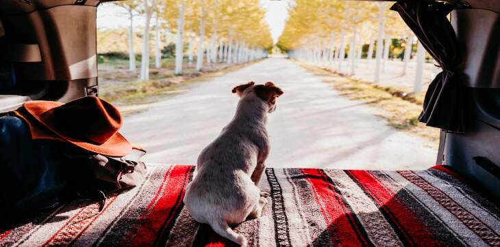 dog inside car with trunk open