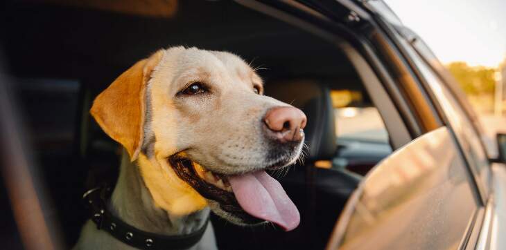 dog inside car looking out window