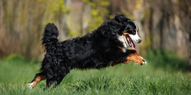 bernese mountain dog running in grass