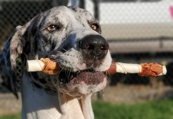 dog chewing cadet beef hide shish kabob
