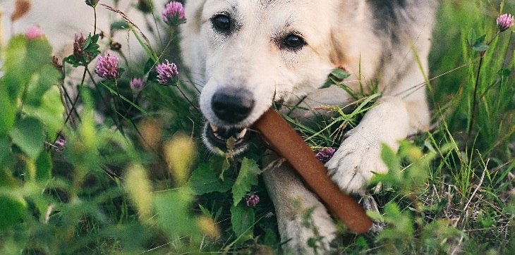 dog chewing cadet chewy 'n savory rolls in grass
