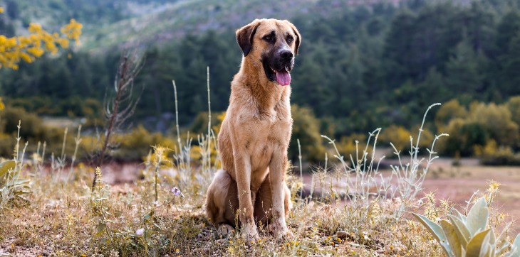 Anatolian shepherd sitting in mountain area