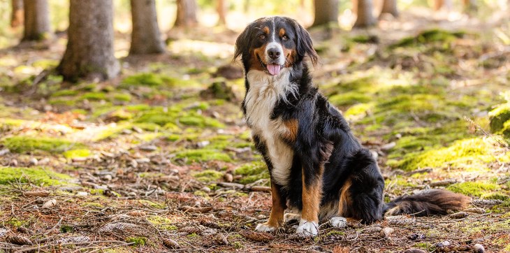 Bernese mountain dog in woody area