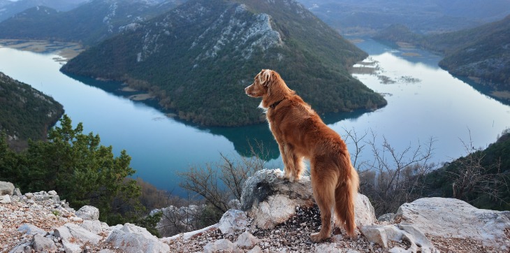 Dog standing on mountain peak staring at a river below