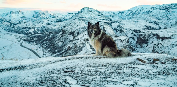 Icelandic sheepdog sitting on snowy mountain