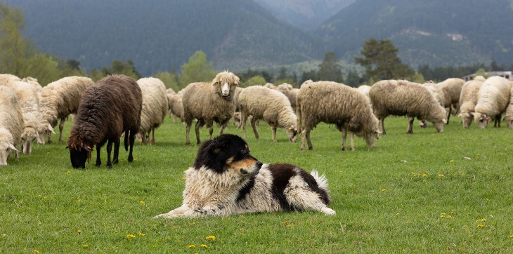 Karakachan guarding flock of sheep
