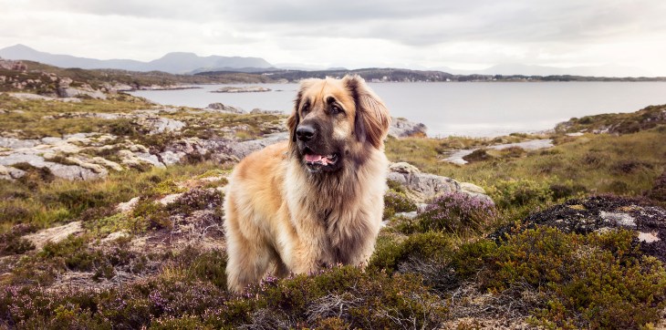Leonberger standing in front of the atlantic road