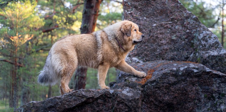 Tibetan mastiff climbing granite rocks