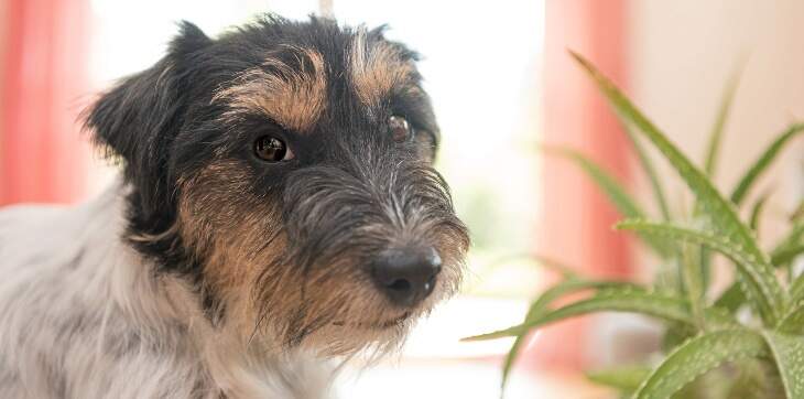 dog and aloe vera plant
