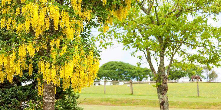 golden-chain-tree