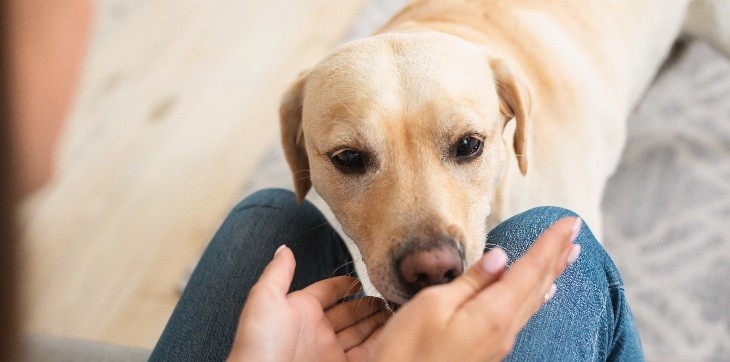 dog sniffing woman's hands