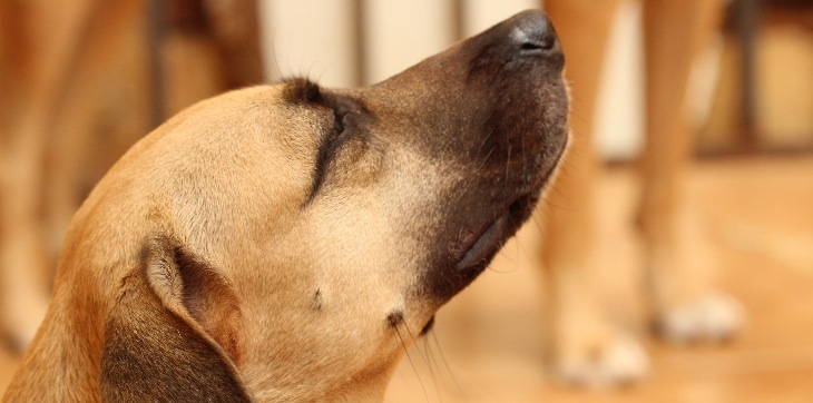 dog sniffing indoors