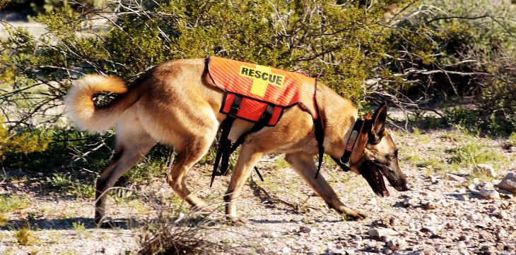 a working search and rescue dog