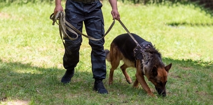 german shepherd dog tracking a scent as a search and rescue dog