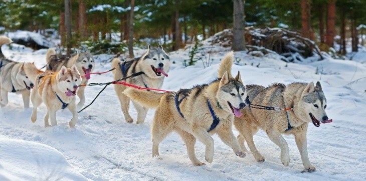 team of alaskan malamutes pulling sled
