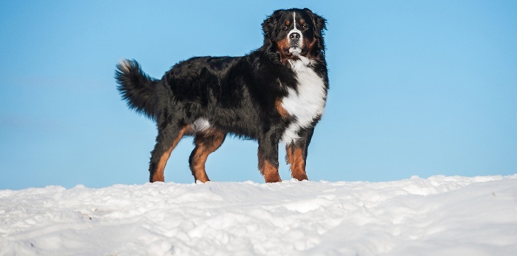 bernese mountain dog standing on snow