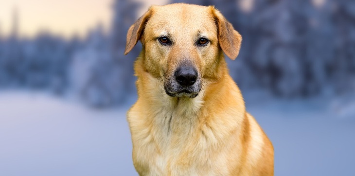 chinook dog with snowy background