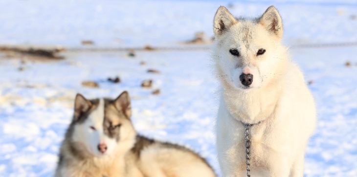 greenland dogs in snow