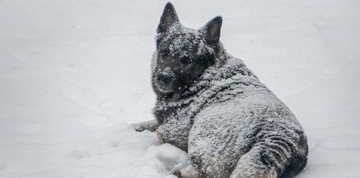 norwegian elkhound covered in snow