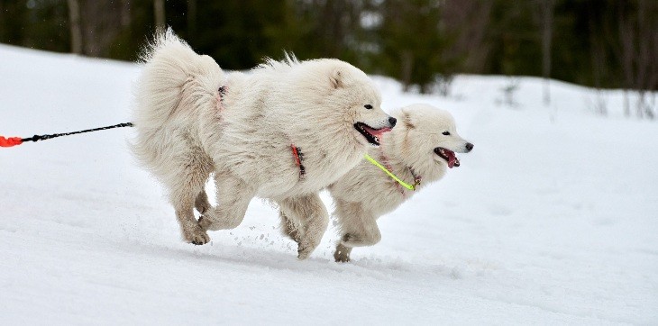 samoyeds pulling sled