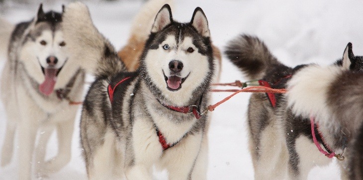 team of siberian huskies pulling sled