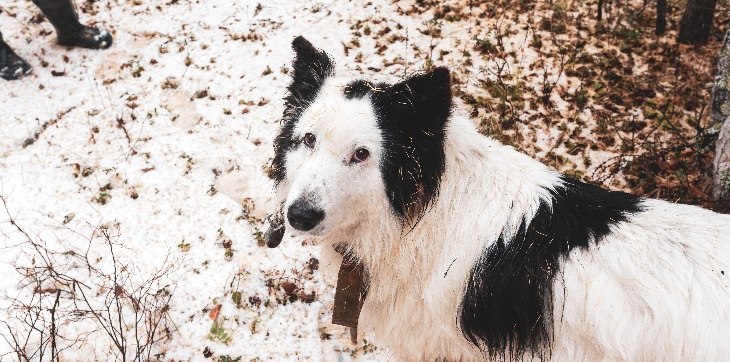 yakutian laika in snow