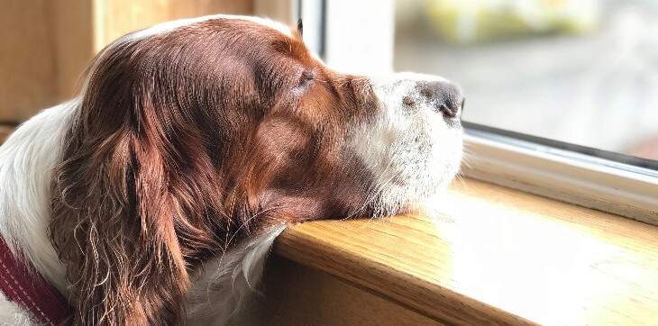 dog-looking-out-window