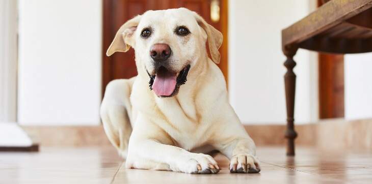 5 Tips and Tricks to Relieve Dog Boredom