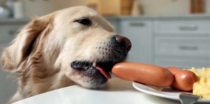 Golden Retriever dog stealing food from the table