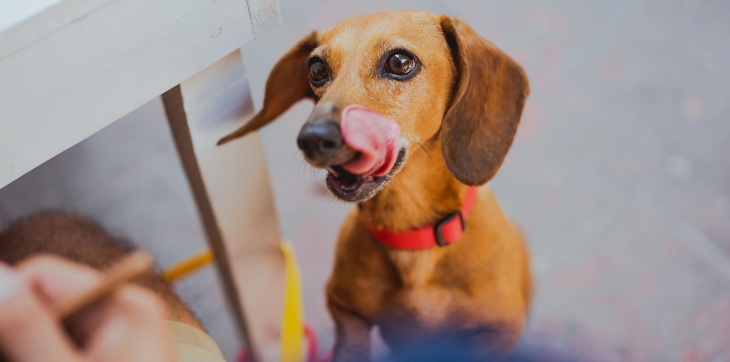 Dachshund dog begging for food