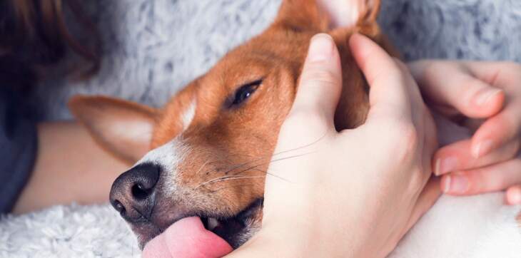 dog licking person’s hand