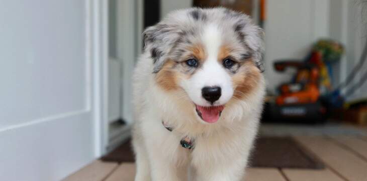 Australian shepherd puppy walking
