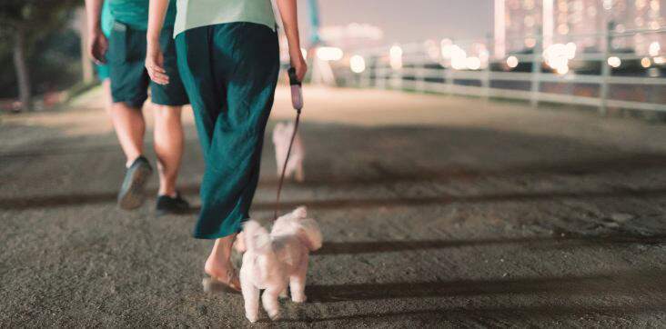 woman-and-man-walking-dogs-at-night