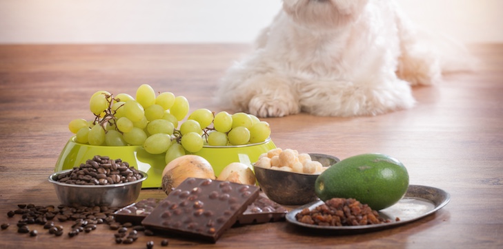 toxic foods for dogs header image