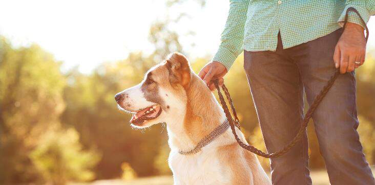 walking dog with leash