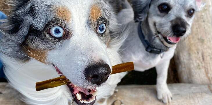 2 dogs and bully stick