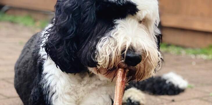 What Are the Best Rawhide Alternative Dog Chews Cadet Pet