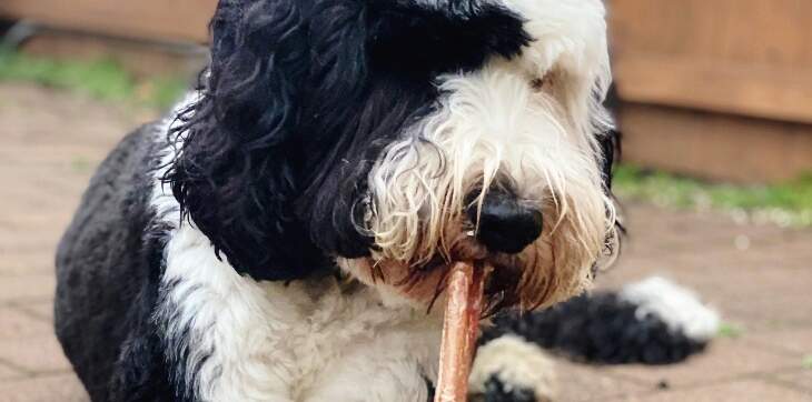 Bully Sticks or Rawhide Chews: What's Best for Our Furry Friends?