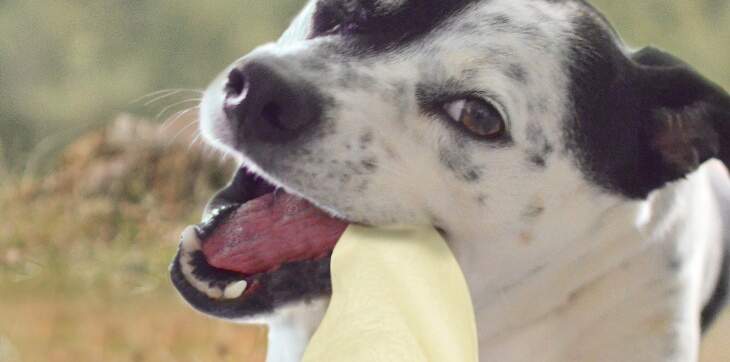dog chewing cow ear