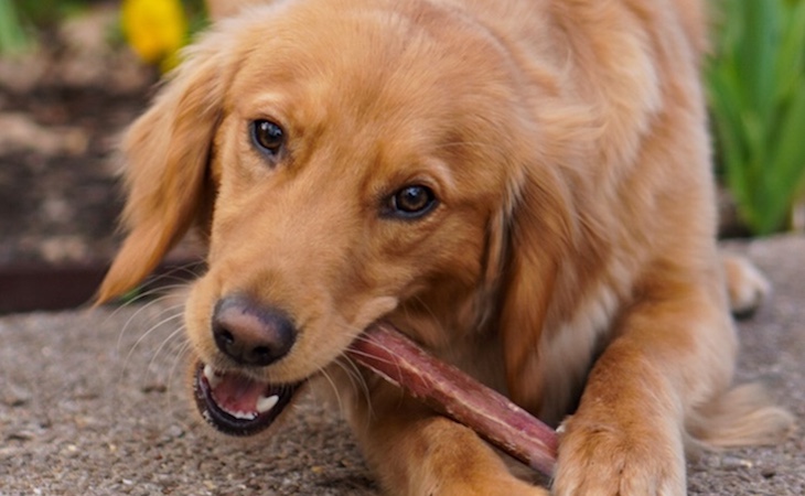 dog chewing on bully stick
