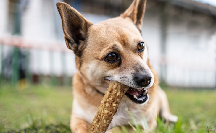 dog with crunchy chew treat